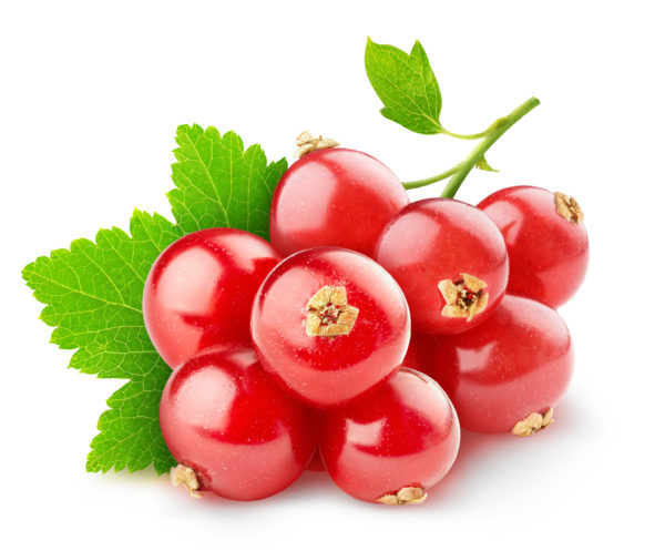 Red Currant Juice Concentrate