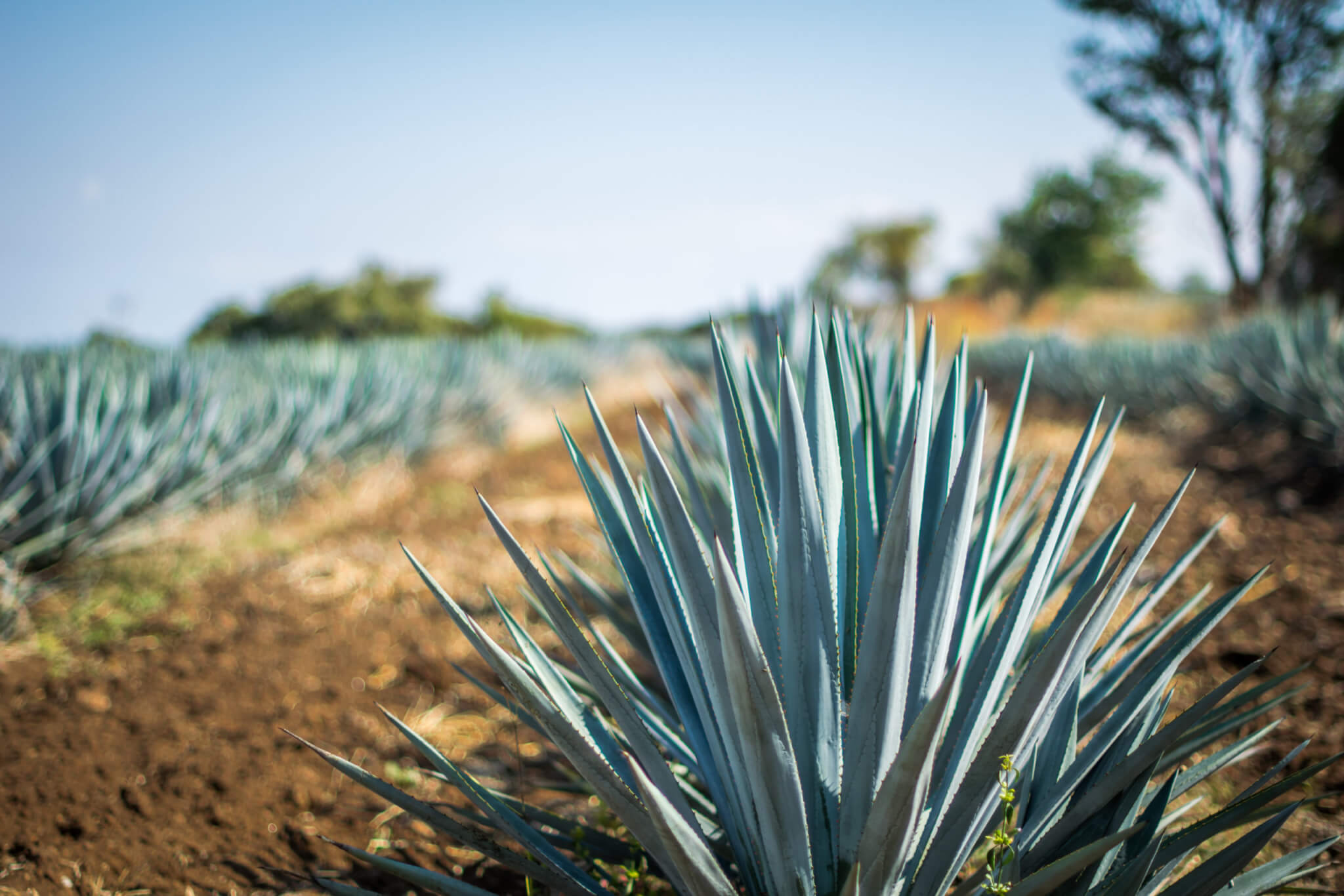 Organic Blue Agave Syrup 74 Brix (AGJC74F-LZ01-PA56) in Pails