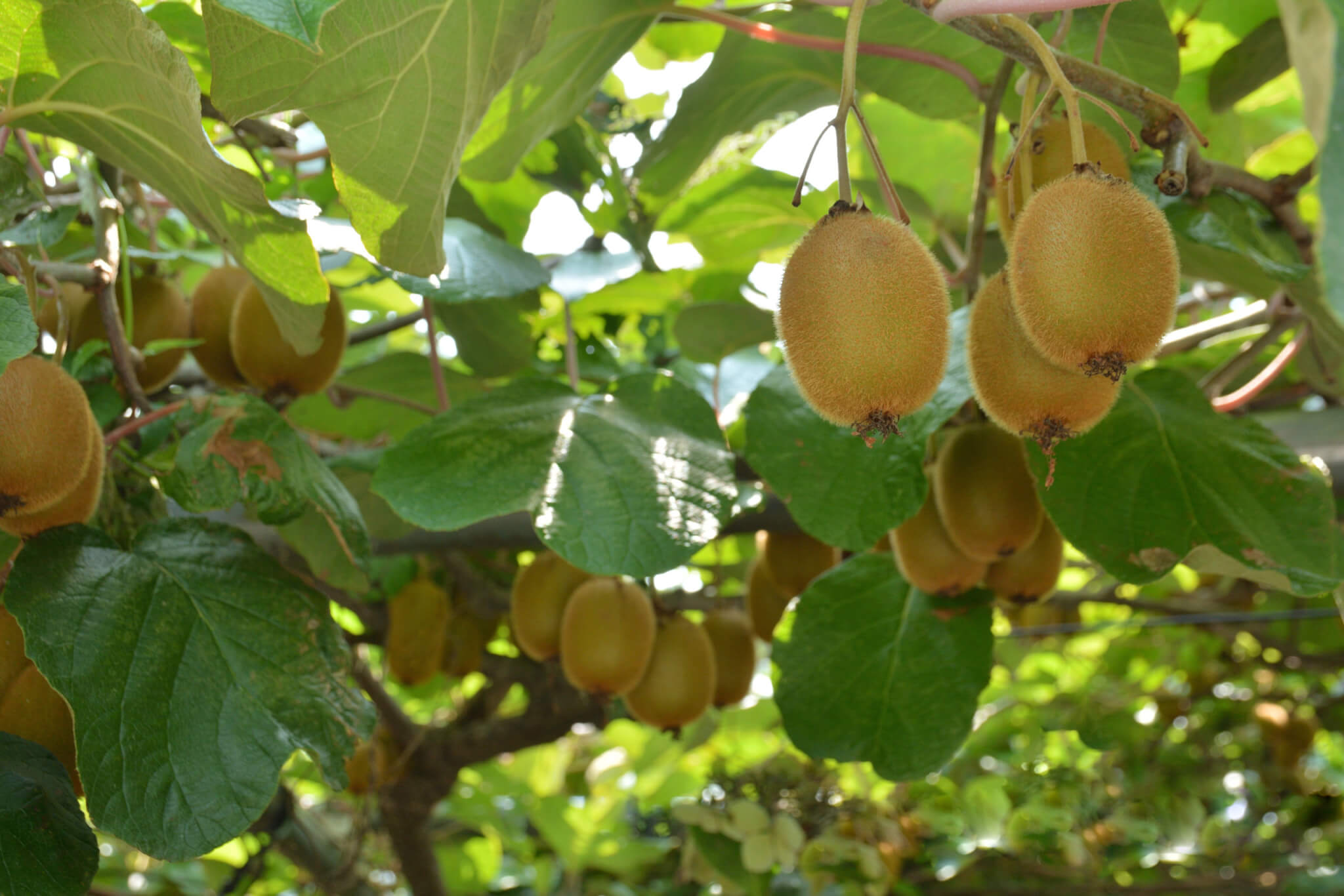 Kiwifruit Juice Concentrate 65 Brix (KIJC65F-L001-PA55) in Pails