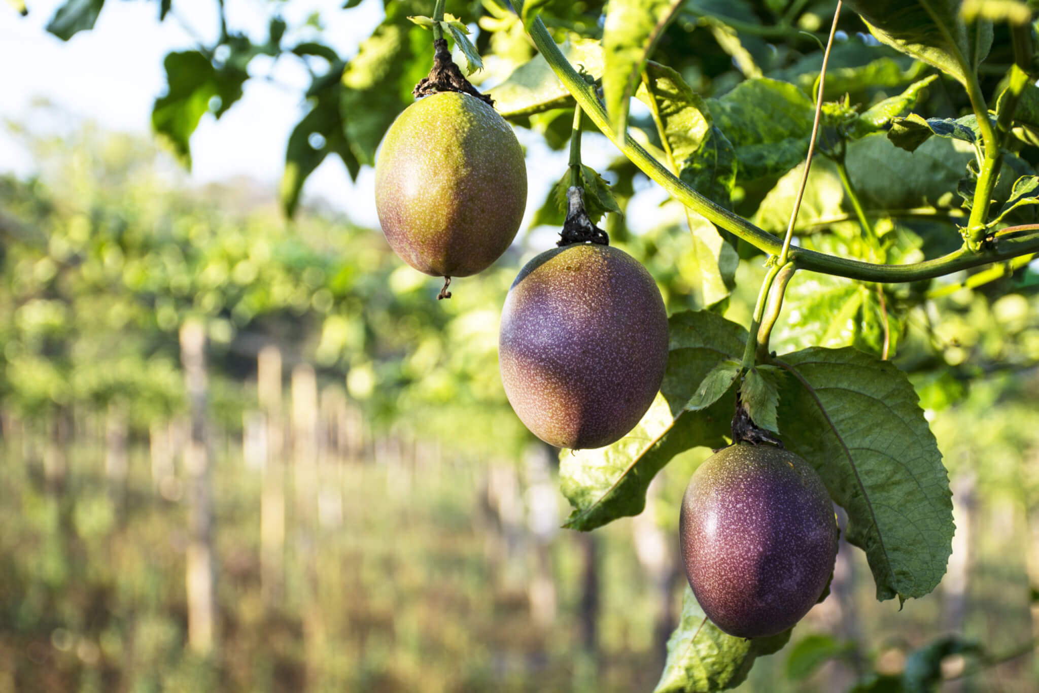 Passion Fruit Juice from Concentrate (PFJF01F-0001-PA37) in Pails