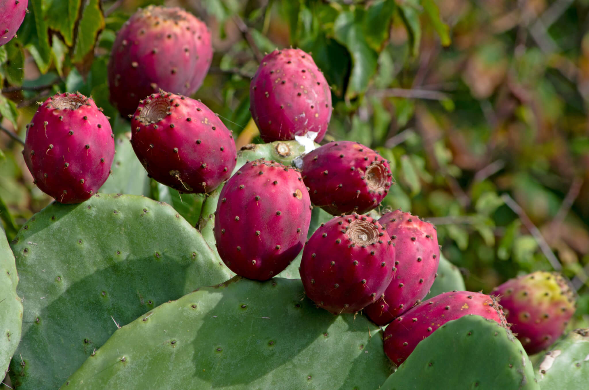 Prickly Pear Juice Concentrate Acidified 36 Brix (PPJC36F-L001-DR00) in Drums